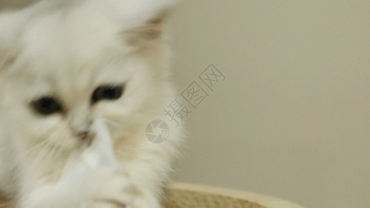 英国泰晤士河宠物猫GIF高清图片