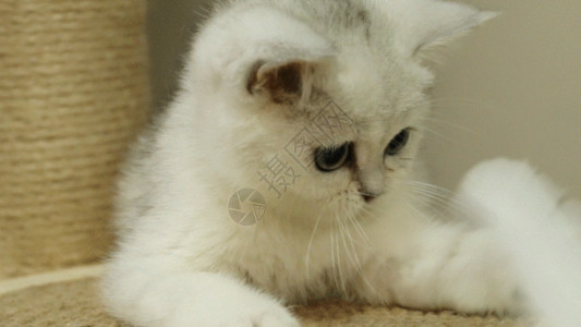 地毯白色宠物猫GIF高清图片
