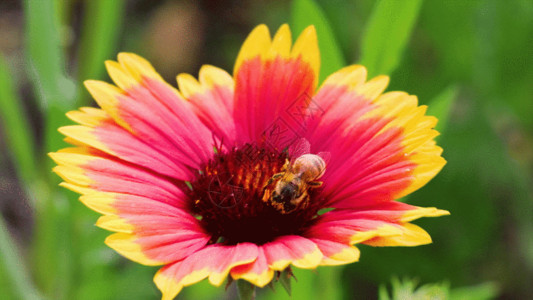 红色菊花纹理实拍菊花与蜜蜂GIF高清图片