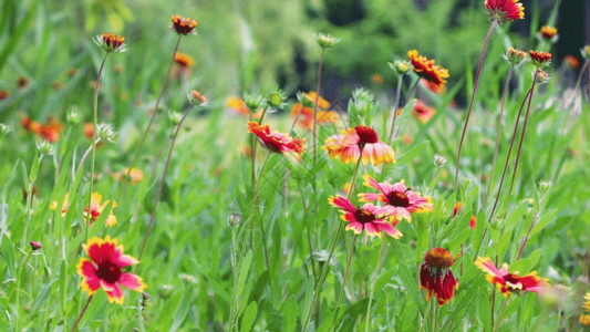 一朵红色菊花实拍菊花与蜜蜂GIF高清图片