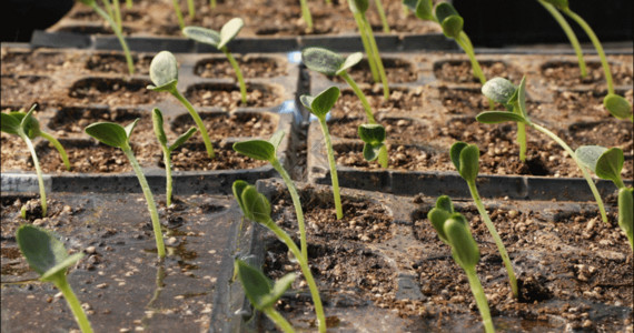 玉米地幼苗农业种植试验GIF高清图片