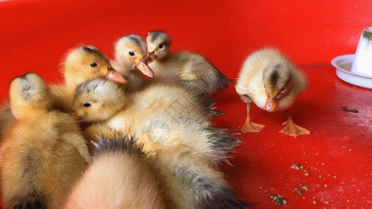 孵化区实拍孵化小鸭子GIF高清图片