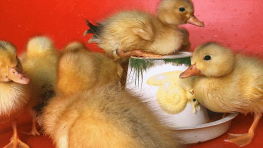 产业孵化实拍孵化小鸭子高清图片