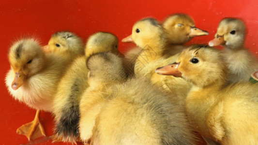 创业孵化实拍孵化小鸭子GIF高清图片