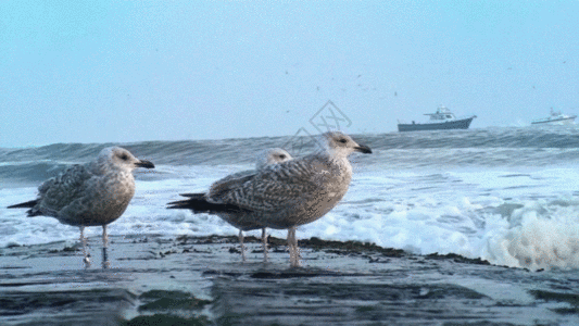 岸边的海鸥高清特写GIF图片