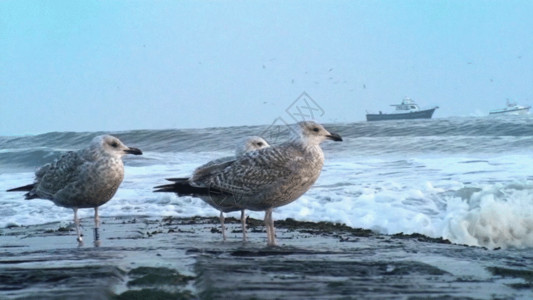 鸟特写岸边的海鸥高清特写GIF高清图片