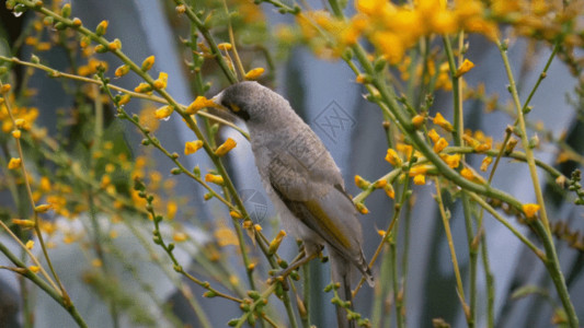 喷出麻雀花从中的鸟GIF高清图片