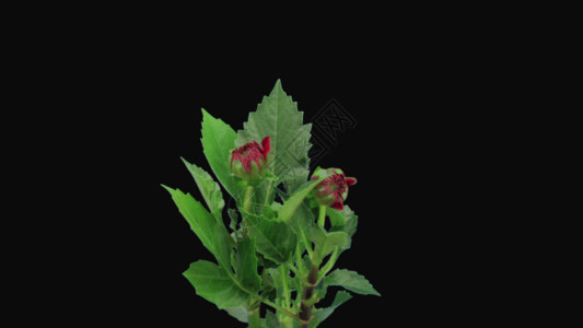 玻璃裂素材红色大力菊生长动画GIF高清图片