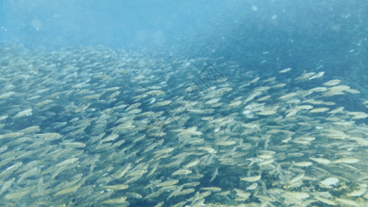 海底生物热带鱼海底鱼群GIF高清图片