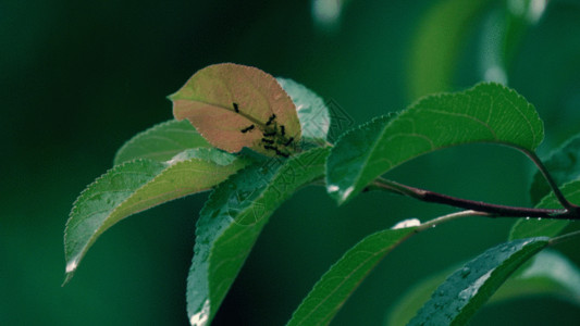 一群蚂蚁绿叶GIF高清图片