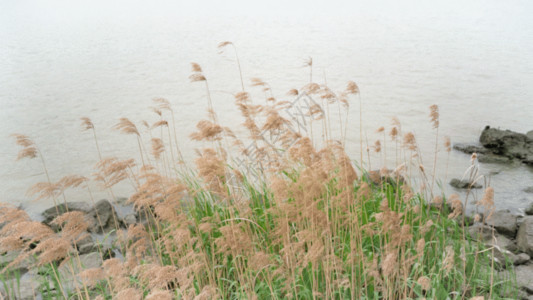 石头草江边芦苇GIF高清图片