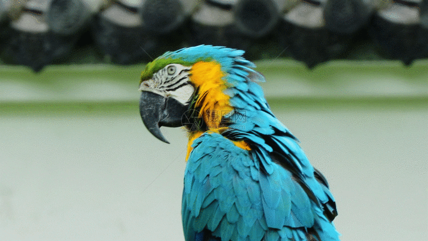 美洲金刚鹦鹉GIF图片