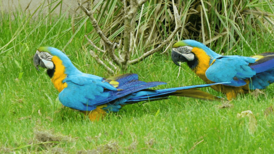 蓝色两只鹦鹉美洲金刚鹦鹉GIF高清图片