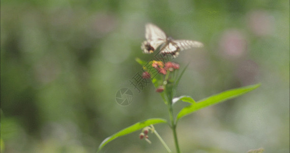 会飞的昆虫蝴蝶花高速摄影GIF高清图片