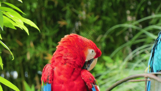 美洲和加勒比地区美洲金刚鹦鹉GIF高清图片