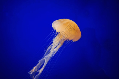 保护海洋守护水母gif高清图片