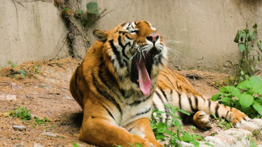 孟加拉虎张开嘴的老虎GIF高清图片