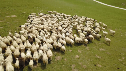 公路草地运动羊群GIF高清图片