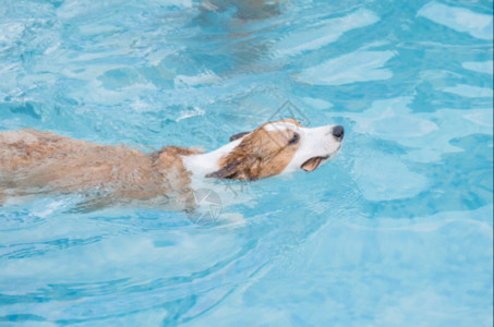 游泳池玩水狗狗游泳gif高清图片