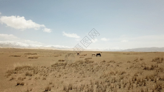 天空草地沙漠青海草原放牧GIF高清图片