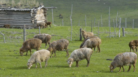 新疆天山牧场牲畜羊群GIF图片