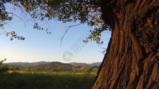 夏季树木夏天树木GIF高清图片