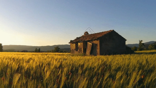 休闲农场夏季麦子GIF高清图片