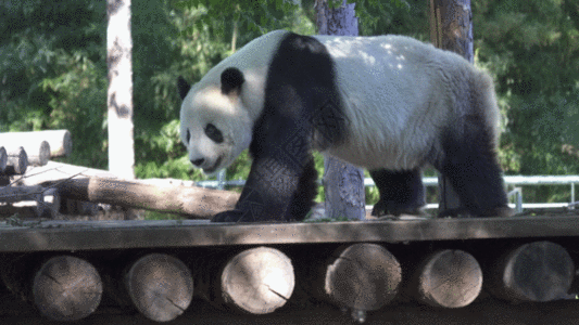 行走的熊猫GIF图片