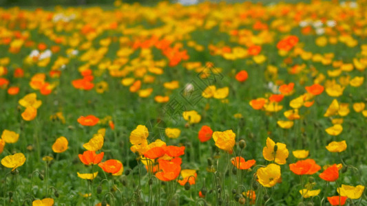 美女和鲜花公园花朵GIF高清图片
