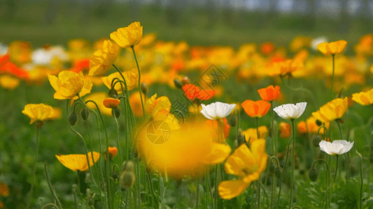 橙色花朵头公园 GIF高清图片