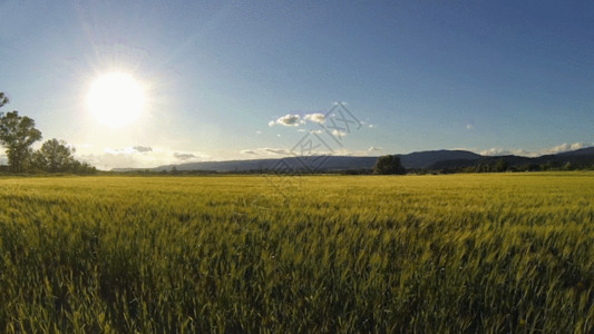 一片麦田农业小麦GIF高清图片