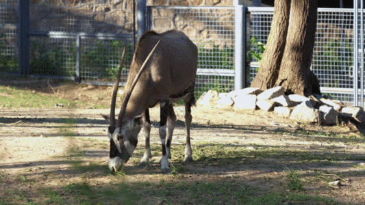 南非长角羚GIF图片