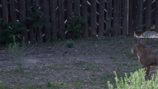 非洲紫罗兰淘气小羚GIF高清图片