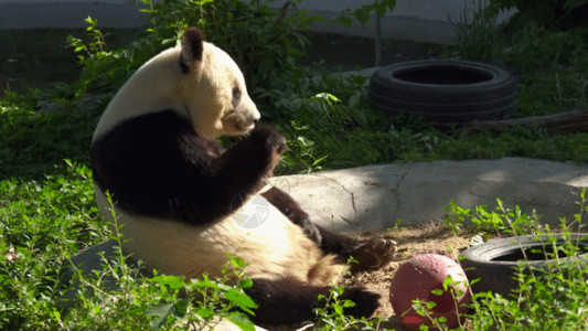 轮胎磨损国家一级保护动物熊猫GIF高清图片