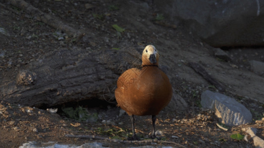 可爱蓝点颏鸟类赤麻鸭GIF高清图片