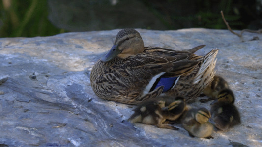 湿地水鸟鸭妈妈与鸭宝宝GIF高清图片