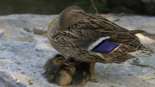 科布斯鸭妈妈护着小鸭宝宝GIF高清图片