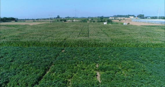 农林灌溉农田GIF高清图片