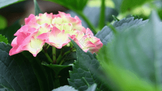 绣球花GIF图片