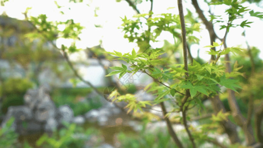 一根绿色树枝摆动的枫叶GIF高清图片