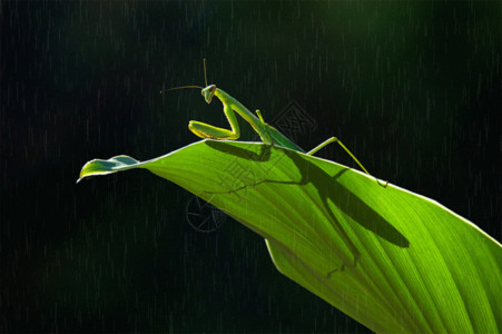 微距昆虫螳螂gif高清图片