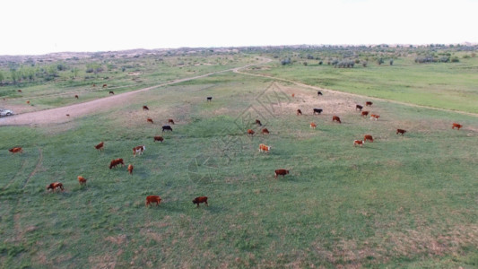 牧场奶牛摄影沙漠草原马儿GIF高清图片