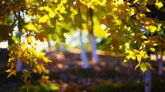 秋天热带植物秋风GIF高清图片