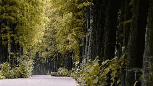 秋景森林里森林里的绿色小车GIF高清图片