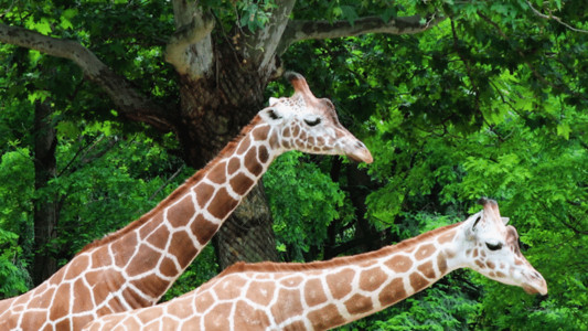 非洲鬣狗实拍长颈鹿GIF高清图片