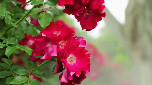 一朵红色花朵实拍月季花GIF高清图片