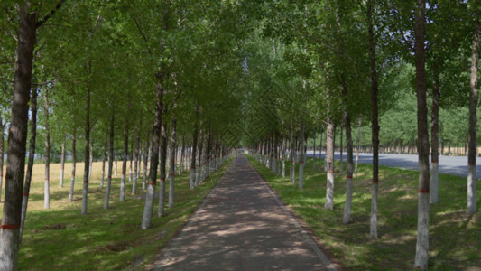 树叶线条素材林荫小路GIF高清图片