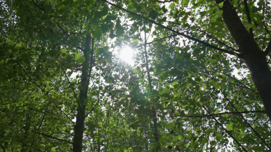 绿色小路夏天树林GIF高清图片