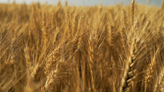 麦子堆金色麦穗GIF高清图片