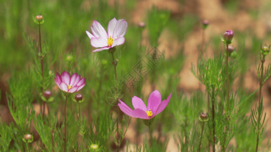 三朵小花野花GIF高清图片